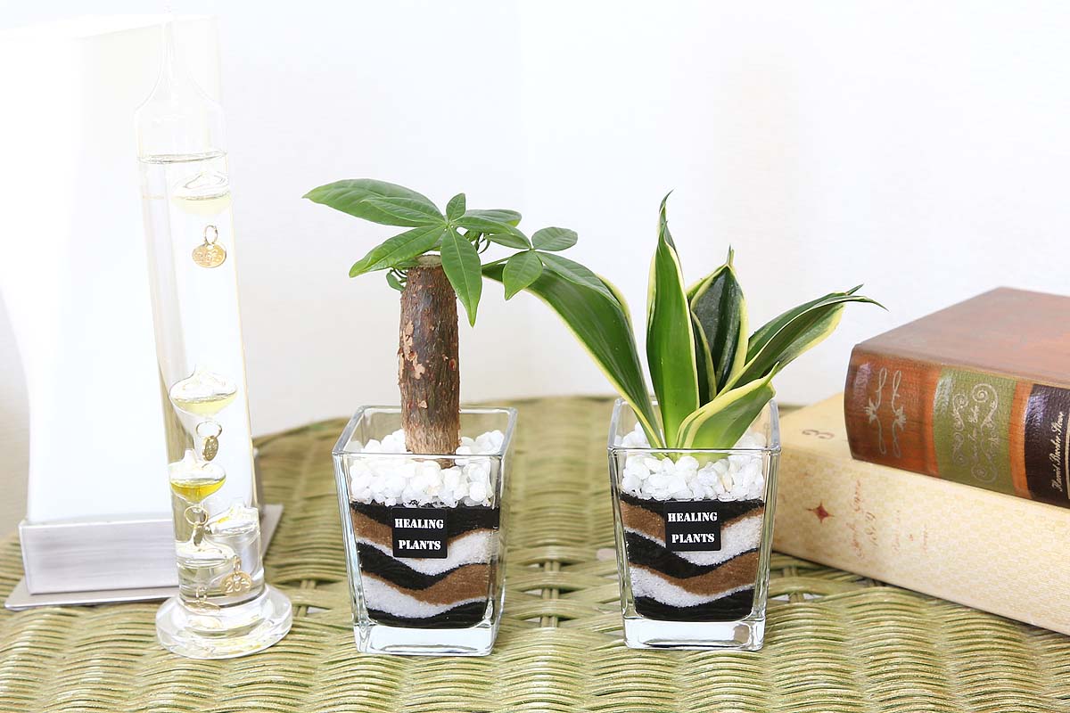 ハイドロカルチャー カラーサンド植えのミニ観葉植物 通販 販売 観葉植物のブルーミングスケープ