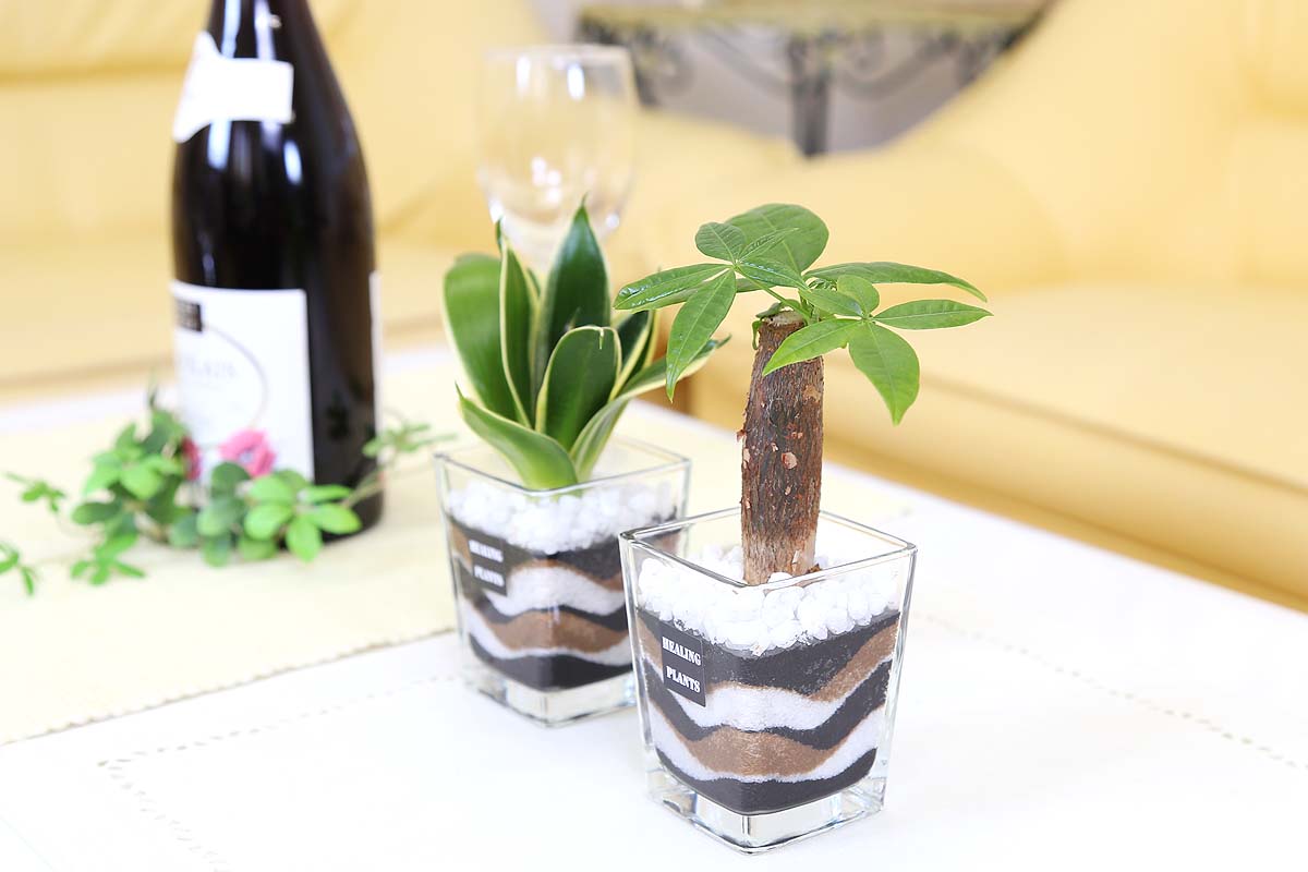 ハイドロカルチャー カラーサンド植えのミニ観葉植物 通販 販売 観葉植物のブルーミングスケープ
