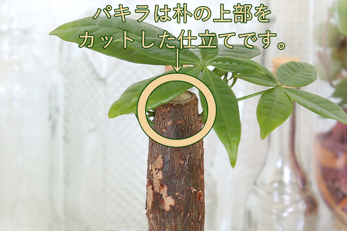 ミニ観葉植物 ゼオライト植え