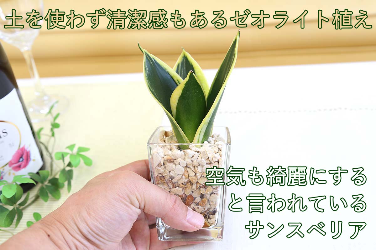 ミニ観葉植物 ゼオライト植え