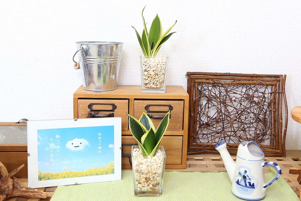 ミニ観葉植物 ゼオライト植え