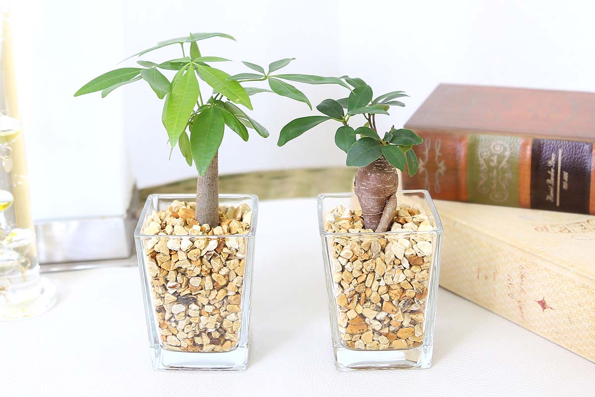 ミニ観葉植物 ゼオライト植え