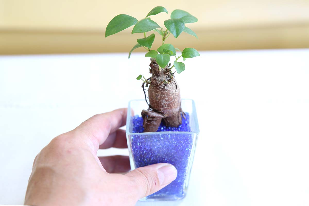 ミニ観葉植物 ゼオライト植え