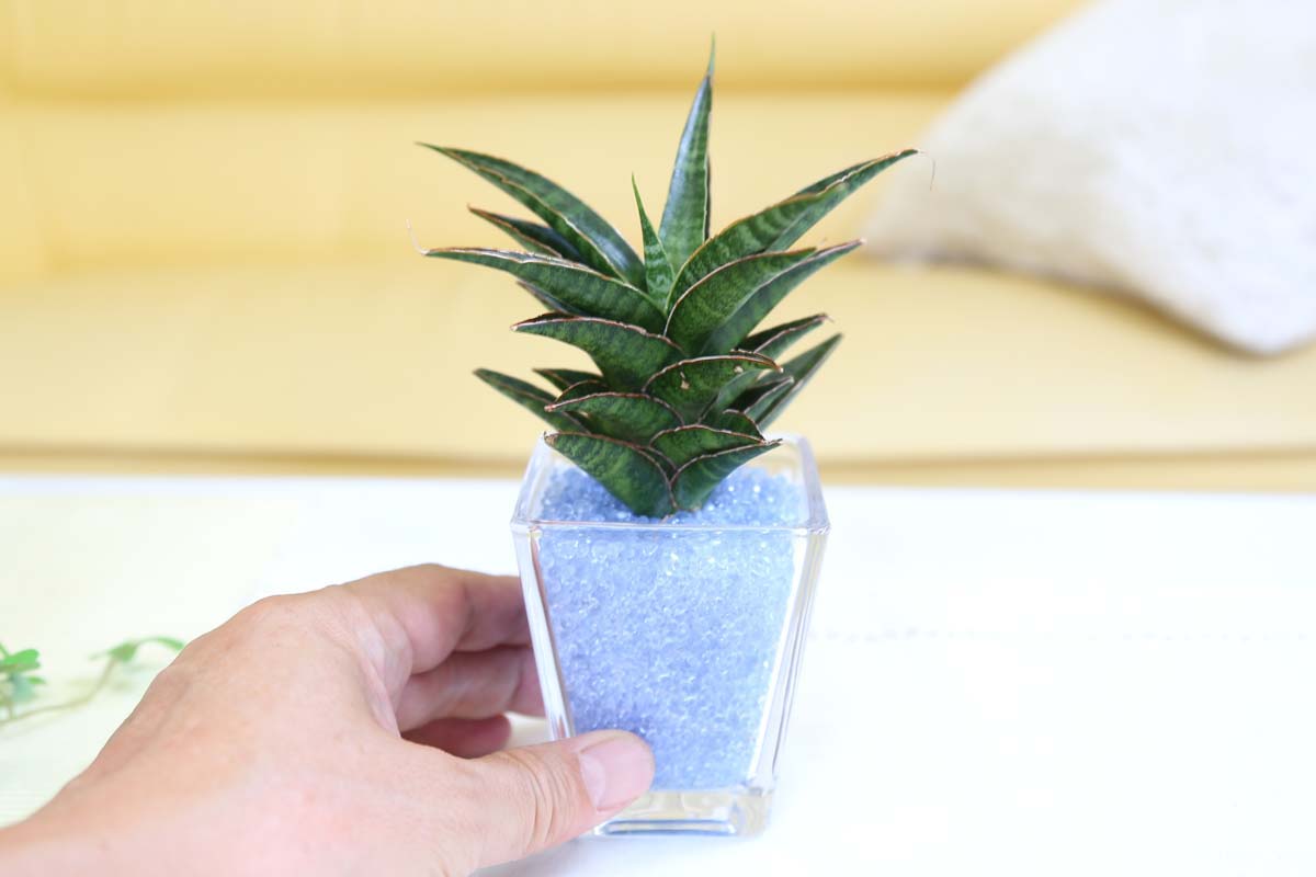 ミニ観葉植物 ゼオライト植え