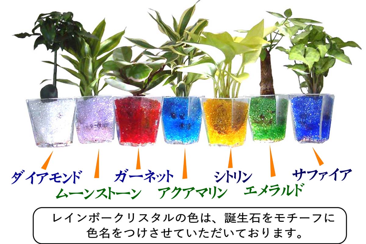 ミニ観葉植物 レインボークリスタル