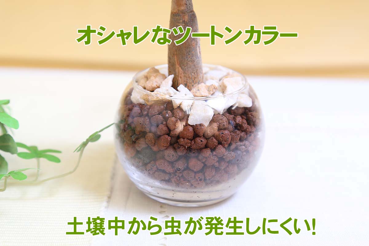土を使わない観葉植物