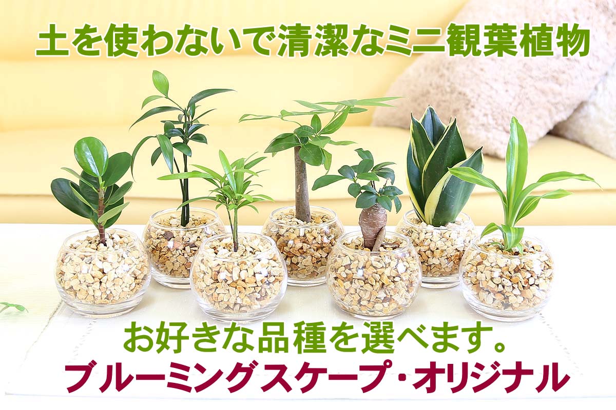 ミニ観葉植物 ゼオライト植え