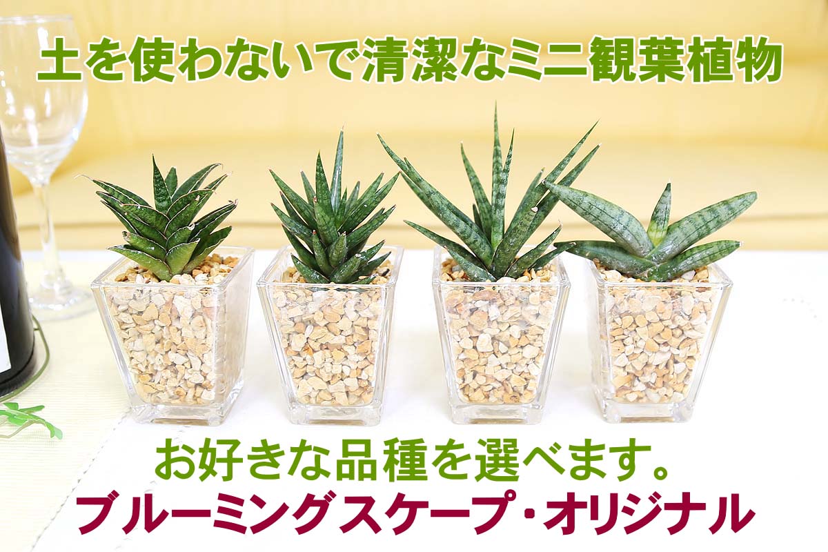 ミニ観葉植物 ゼオライト植え