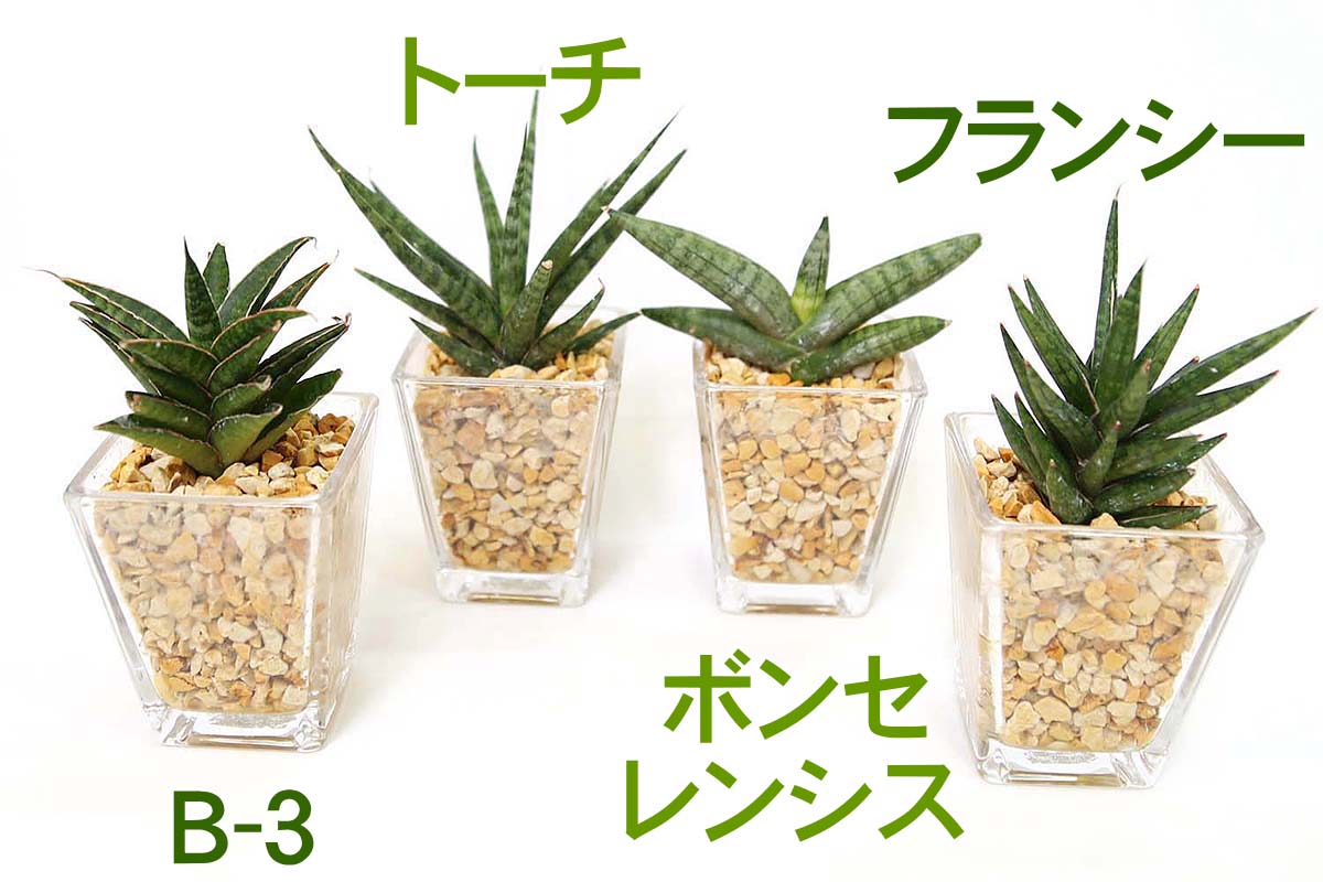 ミニ観葉植物 ゼオライト植え