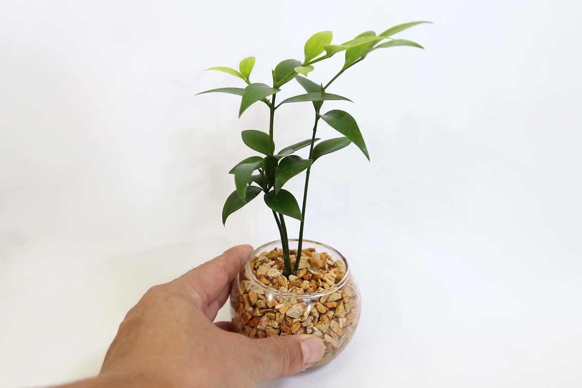 ミニ観葉植物 ゼオライト植え 梛(ナギ)の木