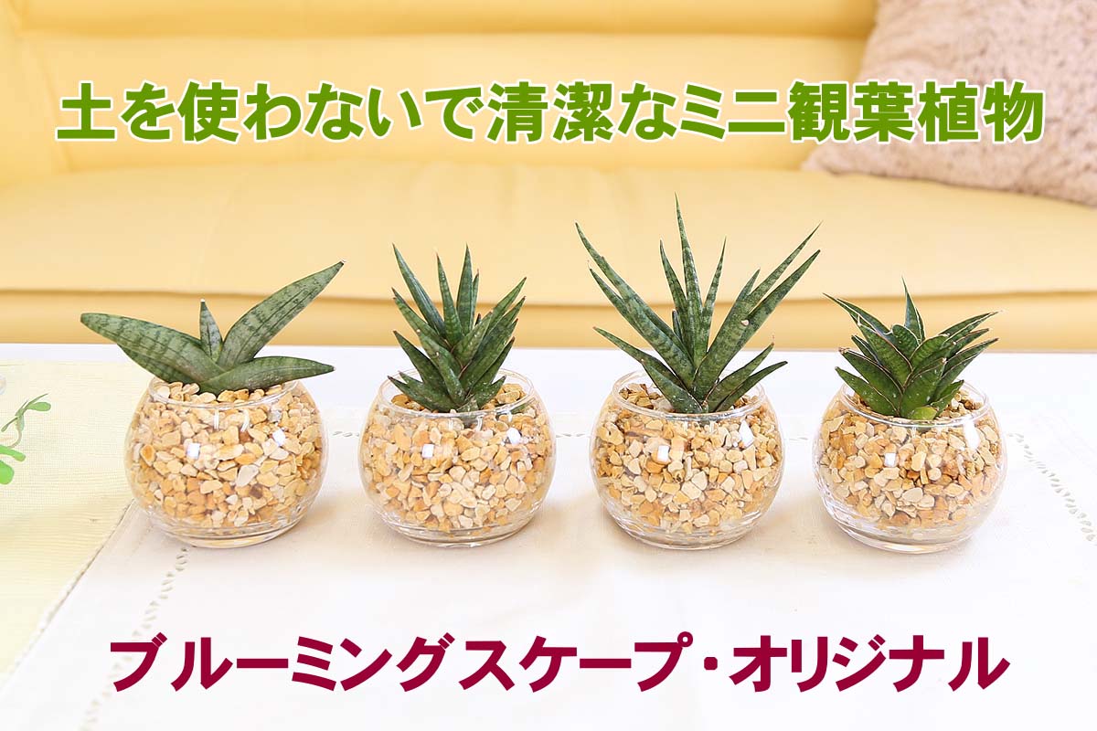 ミニ観葉植物 ゼオライト植え