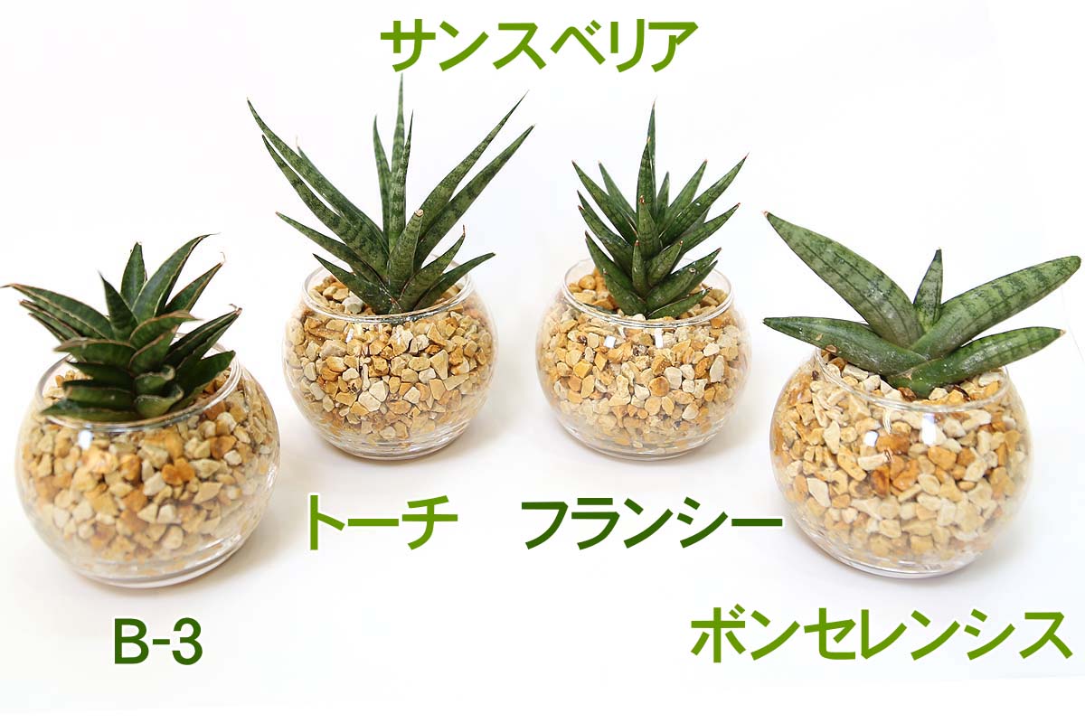 ミニ観葉植物 ゼオライト植え