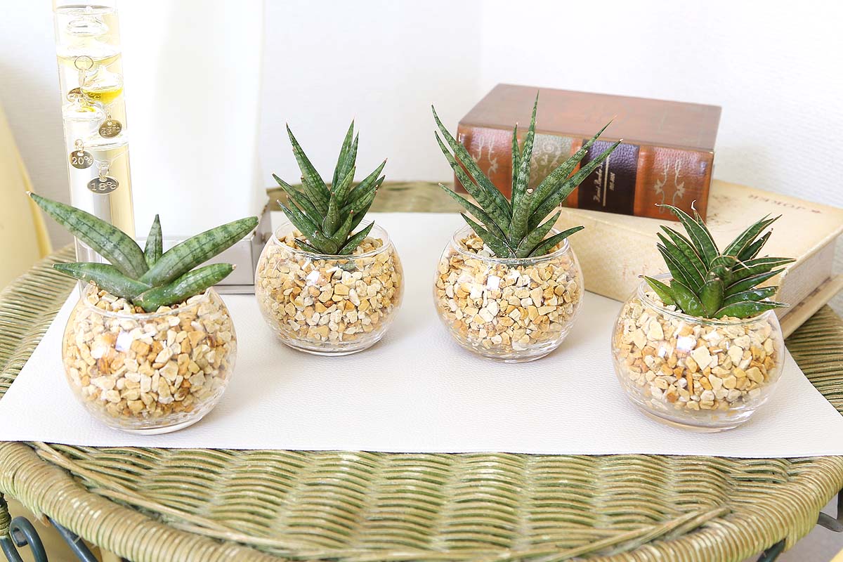 ミニ観葉植物 ゼオライト植え