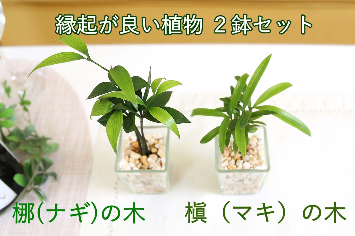 ミニ観葉植物 ゼオライト植え