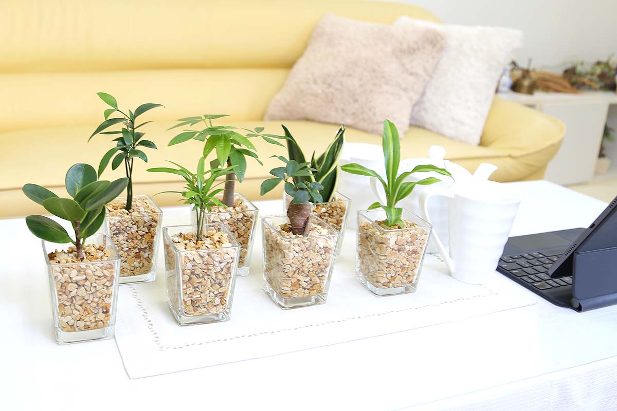 ミニ観葉植物 ゼオライト植え