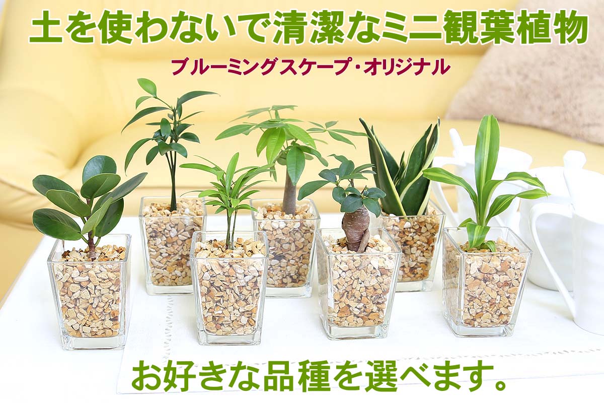 ミニ観葉植物 ゼオライト植え