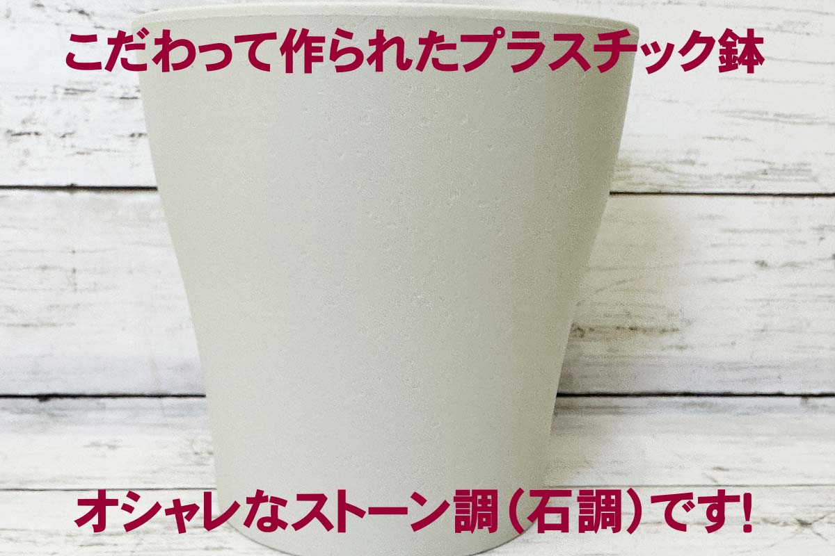 土を使わない ガジュマル ミディアムサイズ