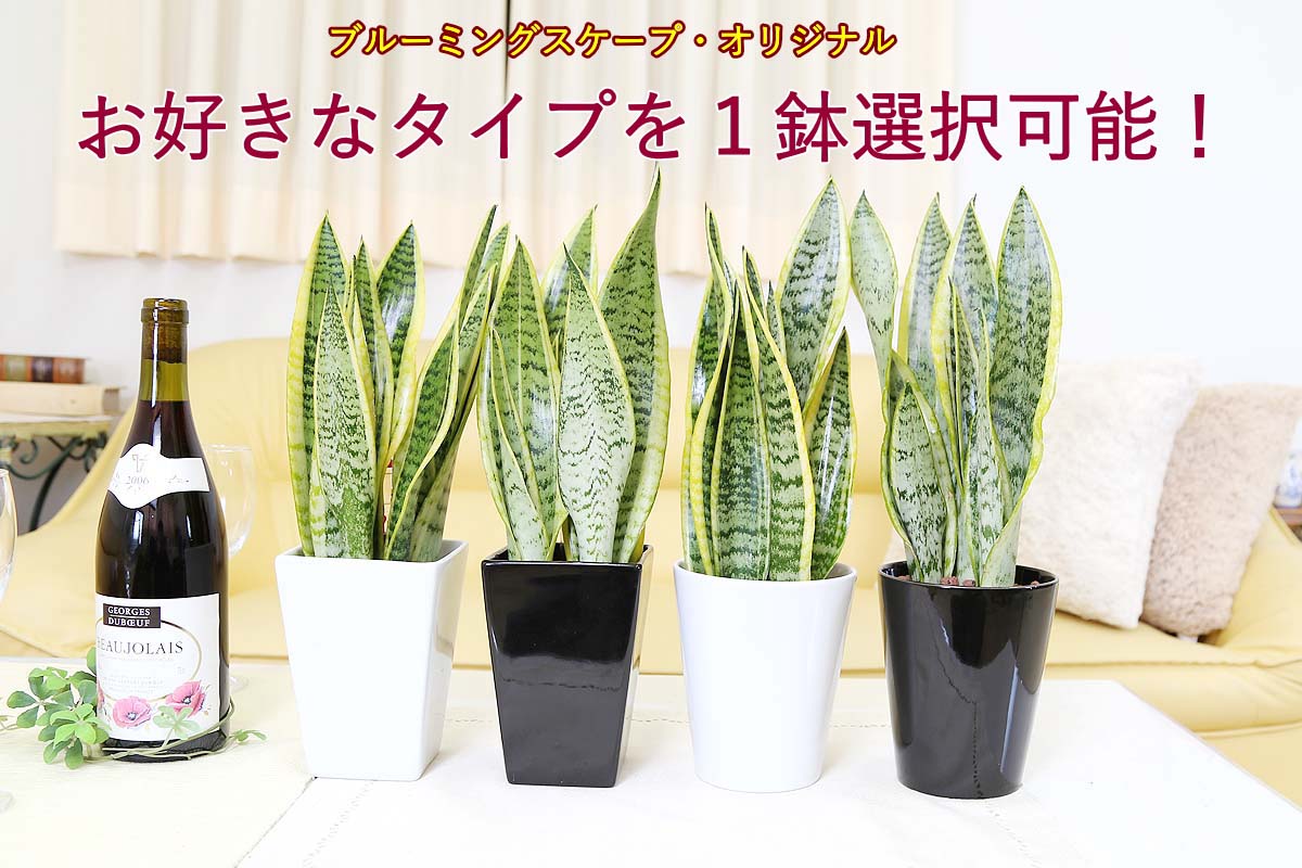 サンスベリア ミディアムサイズ観葉植物 ハイドロカルチャー