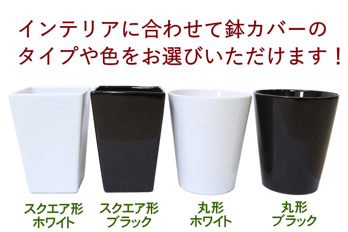 陶器鉢 サンスベリア ミディアムサイズ観葉植物 ハイドロカルチャー