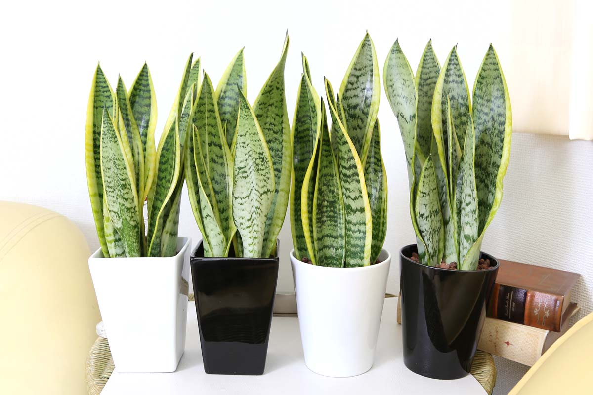 サンスベリア ミディアムサイズ観葉植物 ハイドロカルチャー