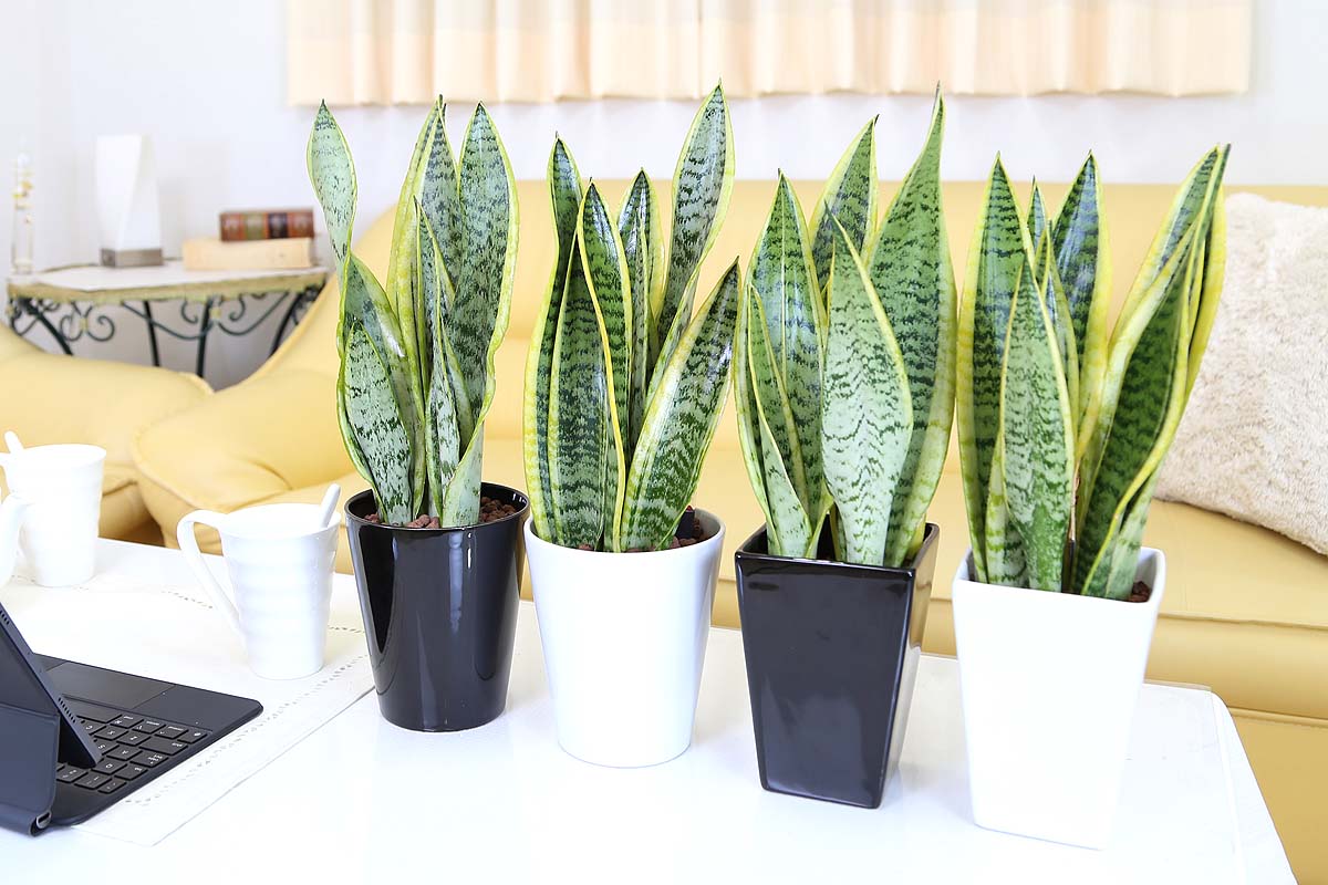 サンスベリア ミディアムサイズ観葉植物 ハイドロカルチャー