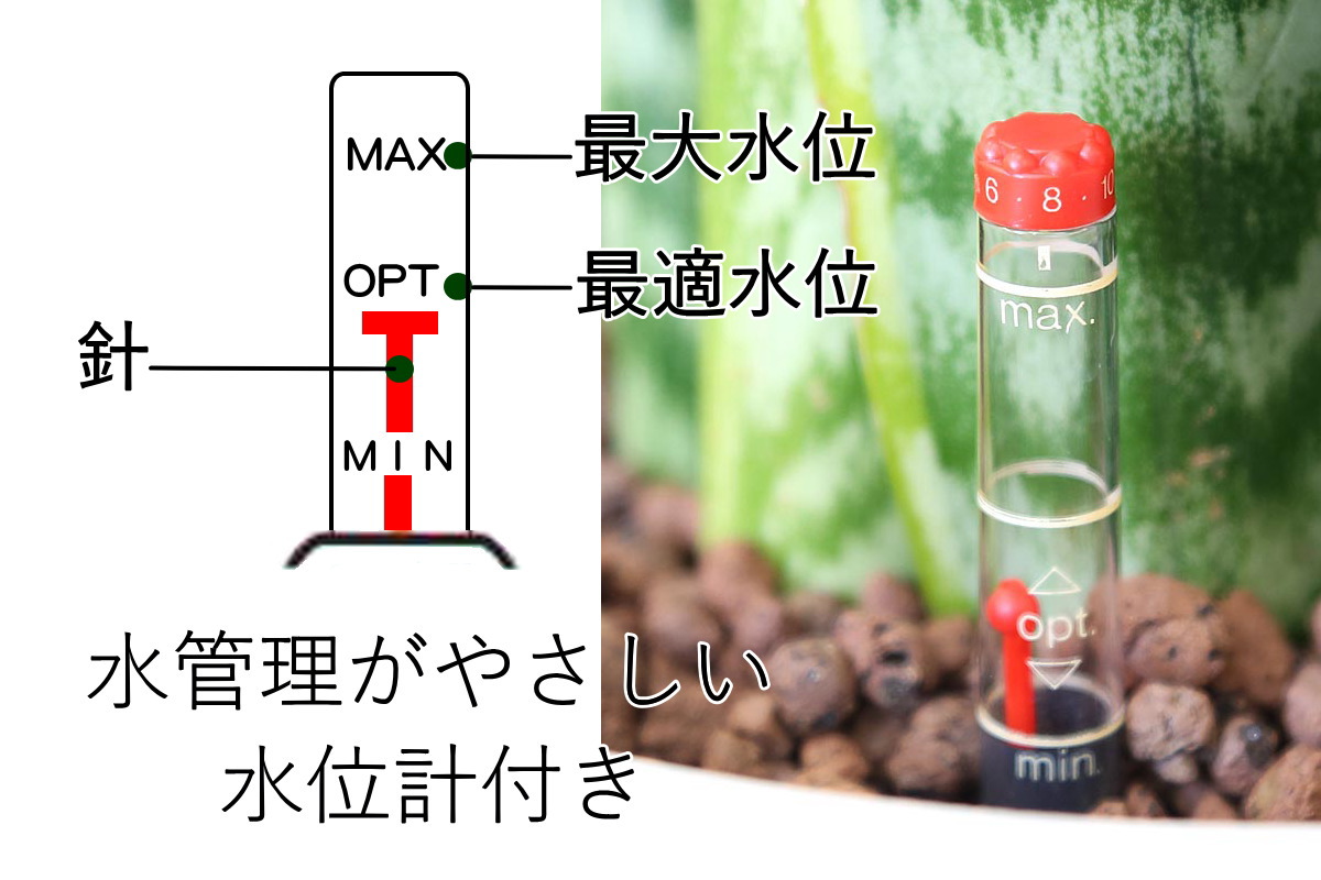 サンスベリア ビッグサイズ観葉植物 ハイドロカルチャー