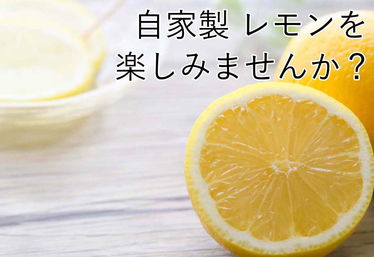 レモンの木
