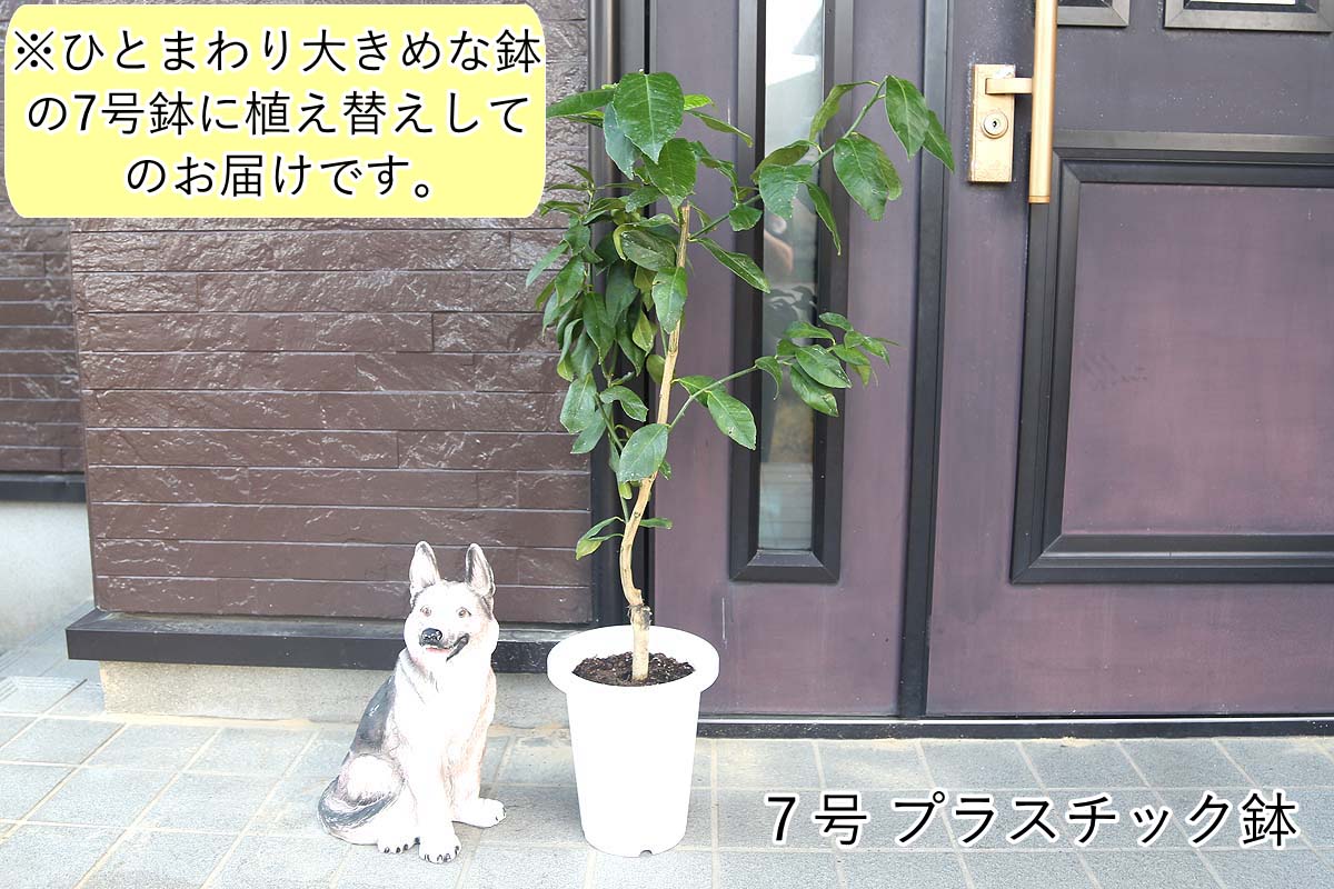 レモンの木