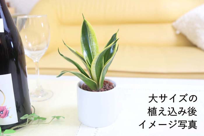 サンスベリア ハーニー 「ハニーポニー」の種木