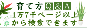 観葉植物の育て方