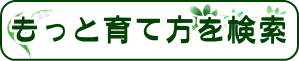 観葉植物の育て方