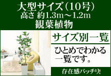 ��^�̊ϗt�A��