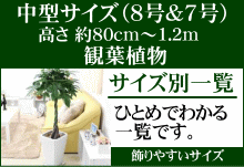 ���^ �ϗt�A��