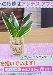 土を使わない清潔なミニ観葉植物 ゼオライト植え・ガラス鉢 スクエア形 2鉢