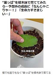 オリコンニュース