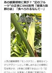 オリコンニュース