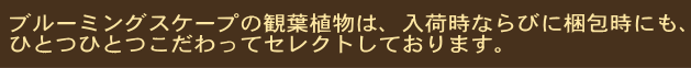 観葉植物 こだわりのセレクト