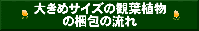 大きめ観葉植物の梱包について