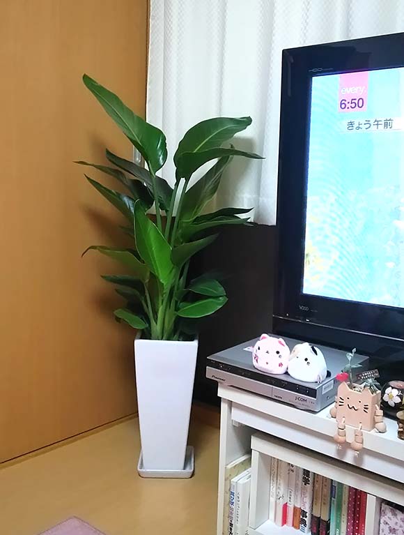オーガスタ