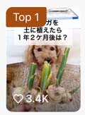 TikTok-春の新生活キャンペーン
