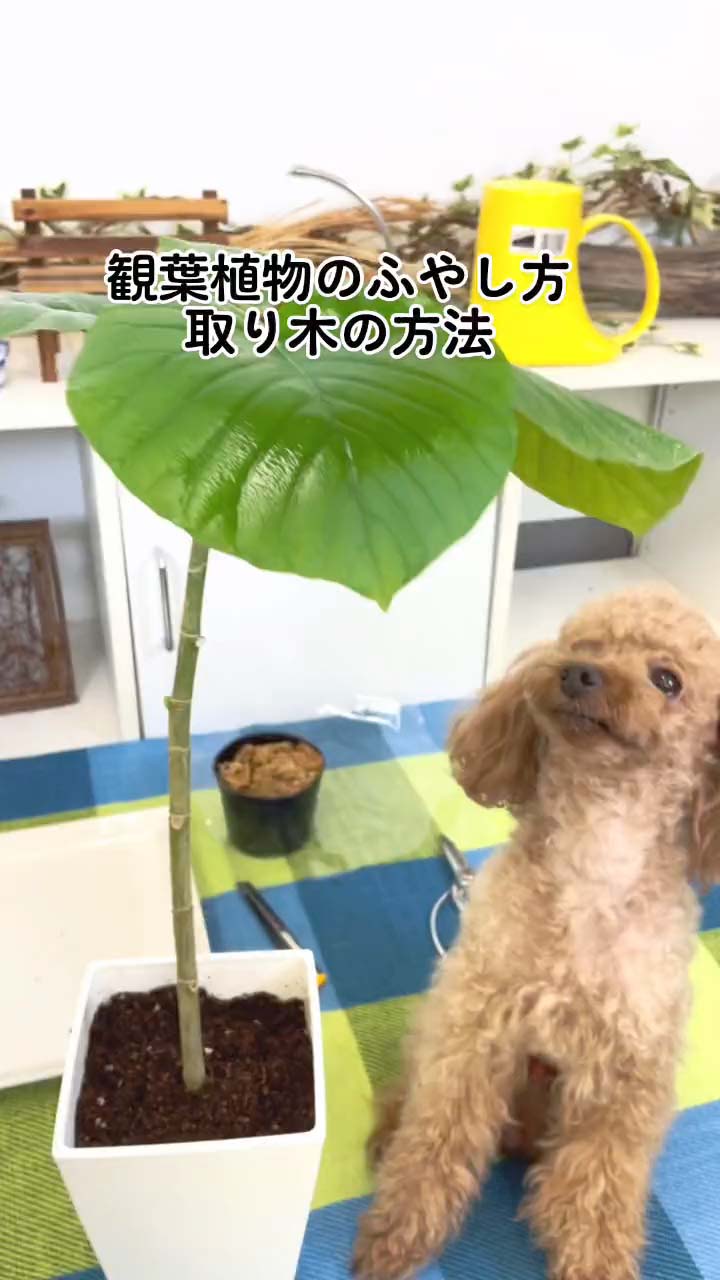 挿し木の方法