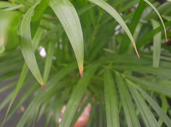 剪定 せんてい と切り戻しの方法 観葉植物のブルーミングスケープ