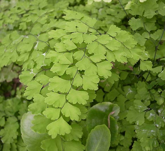 アジアンタム 育て方 観葉植物 Dictionary ブルーミングスケープ