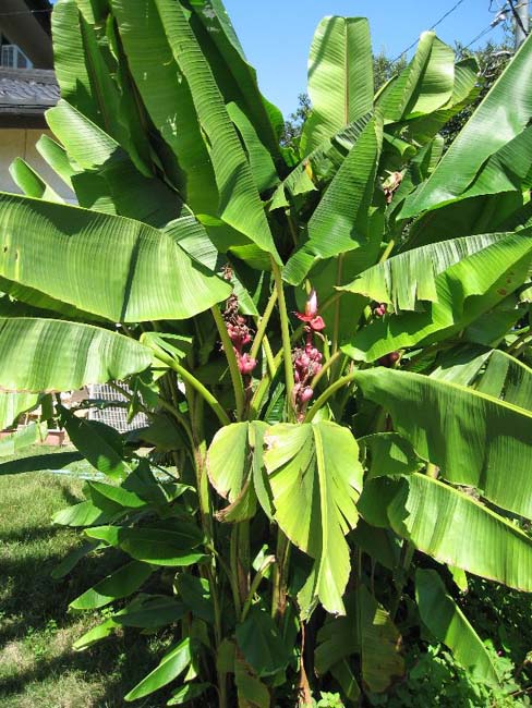 バナナ 育て方 観葉植物 Dictionary ブルーミングスケープ