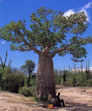 バオバブの木 育て方 観葉植物 Dictionary ブルーミングスケープ