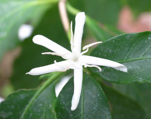 コーヒーの木と風水 花言葉 観葉植物のブルーミングスケープ