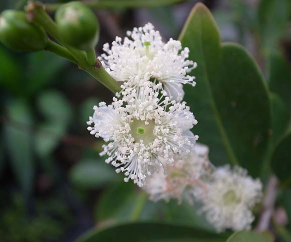 グァバ 熱帯果樹 育て方 観葉植物 Dictionary ブルーミングスケープ