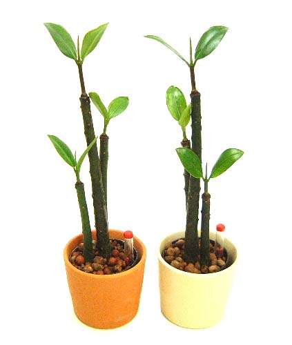 ヤエヤマヒルギ マングローブ に葉ダニ 観葉植物の育て方 ｑ ａ ブルーミングスケープ
