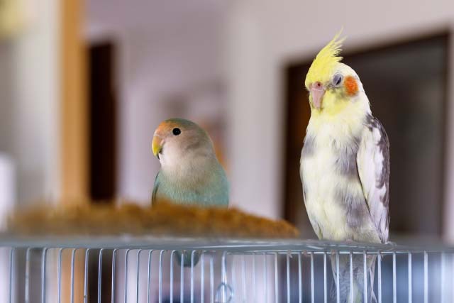 インコ