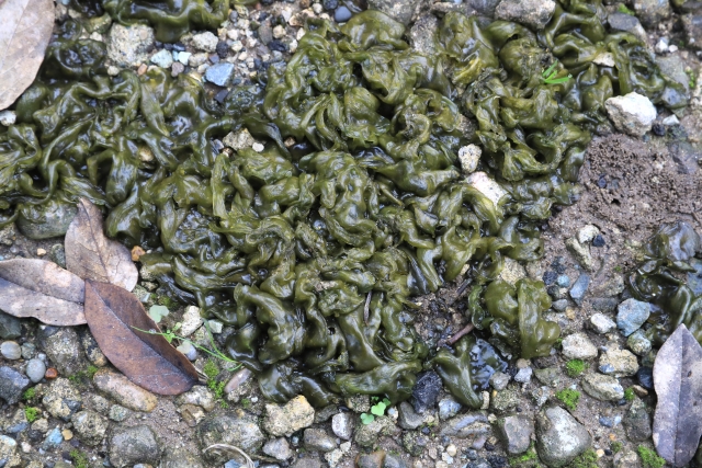イシクラゲ